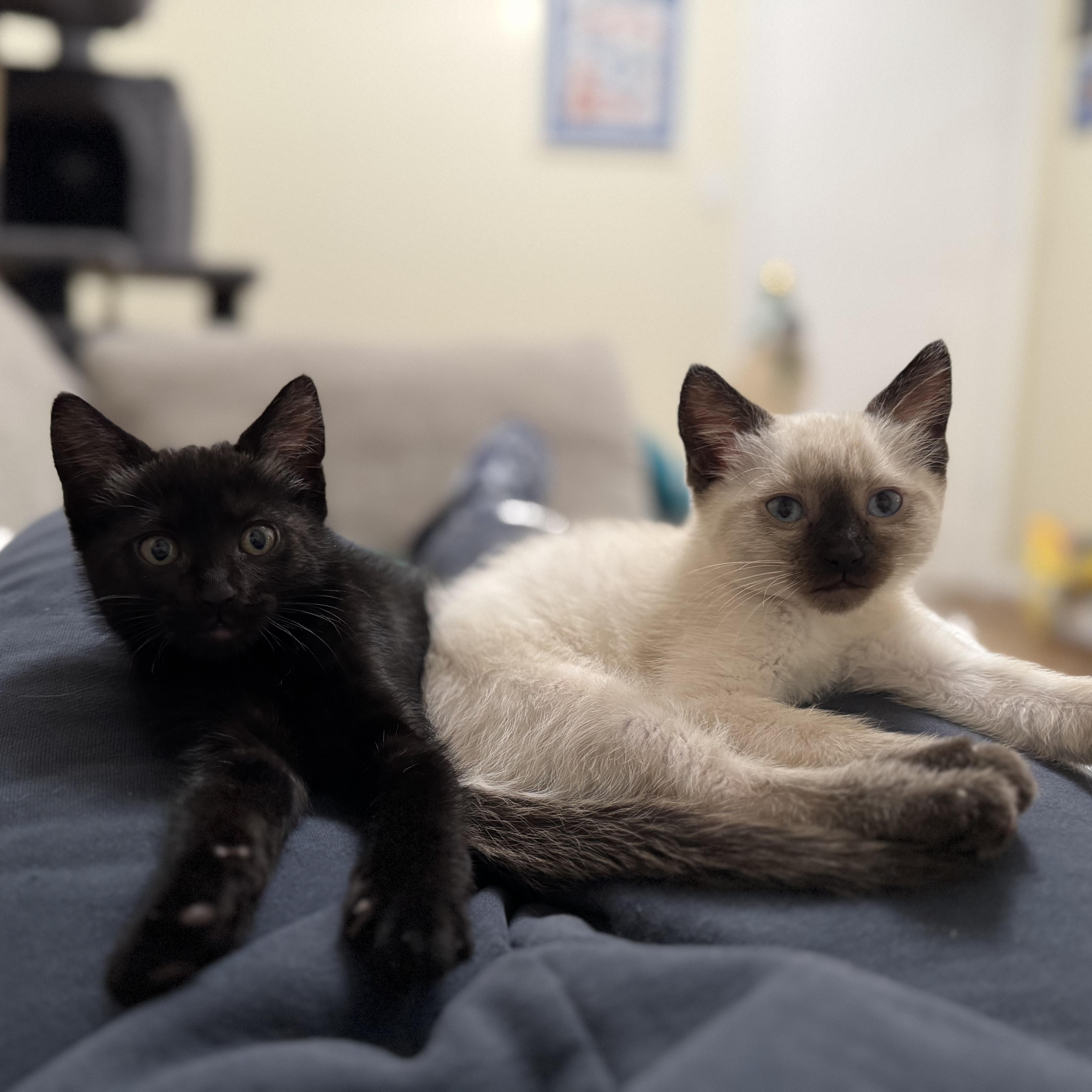 Ebony & Maple, an adopted Domestic Short Hair in Springfield, OR image 5/6