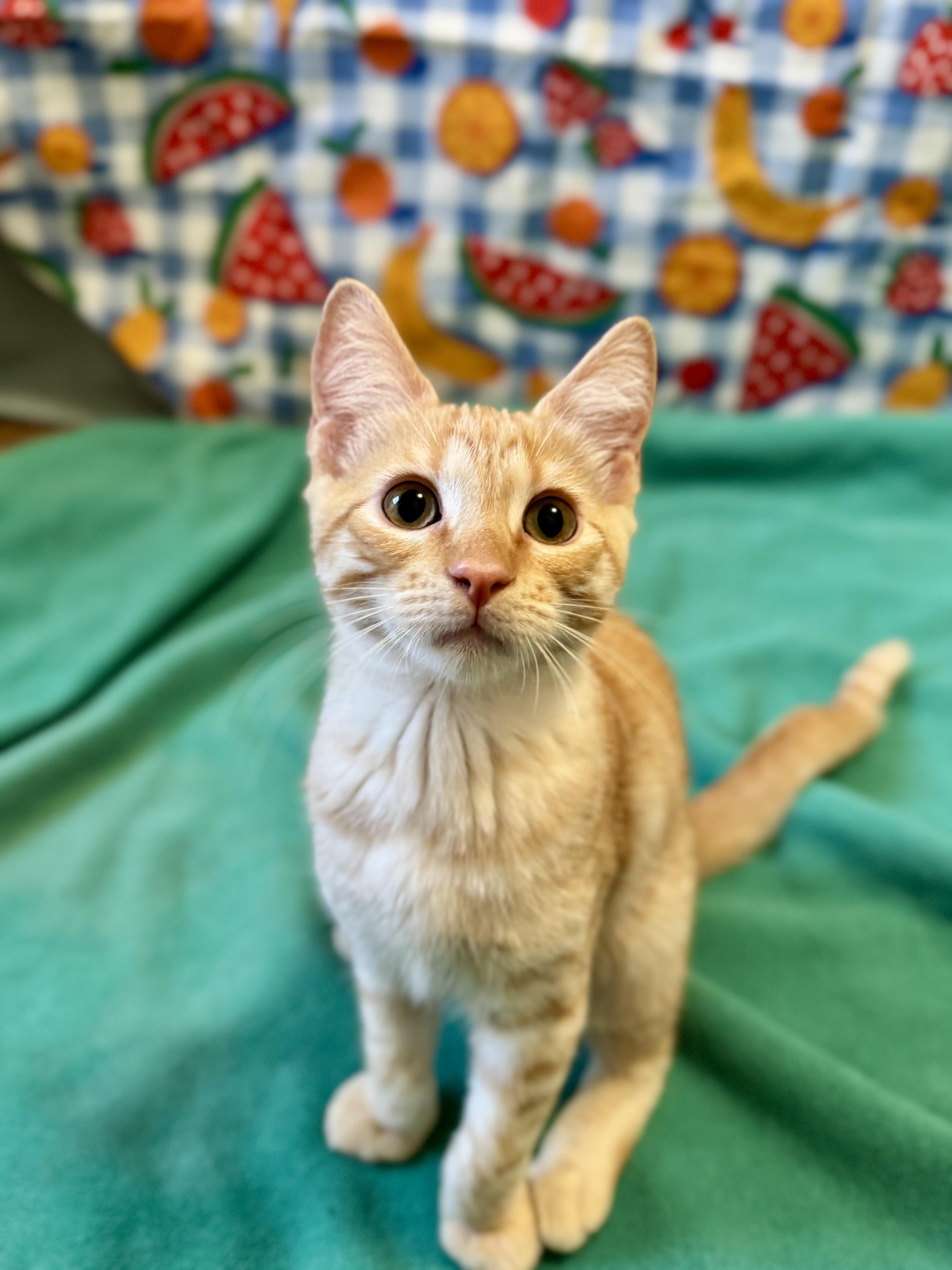 Ebony & Maple, an adopted Domestic Short Hair in Springfield, OR image 3/6