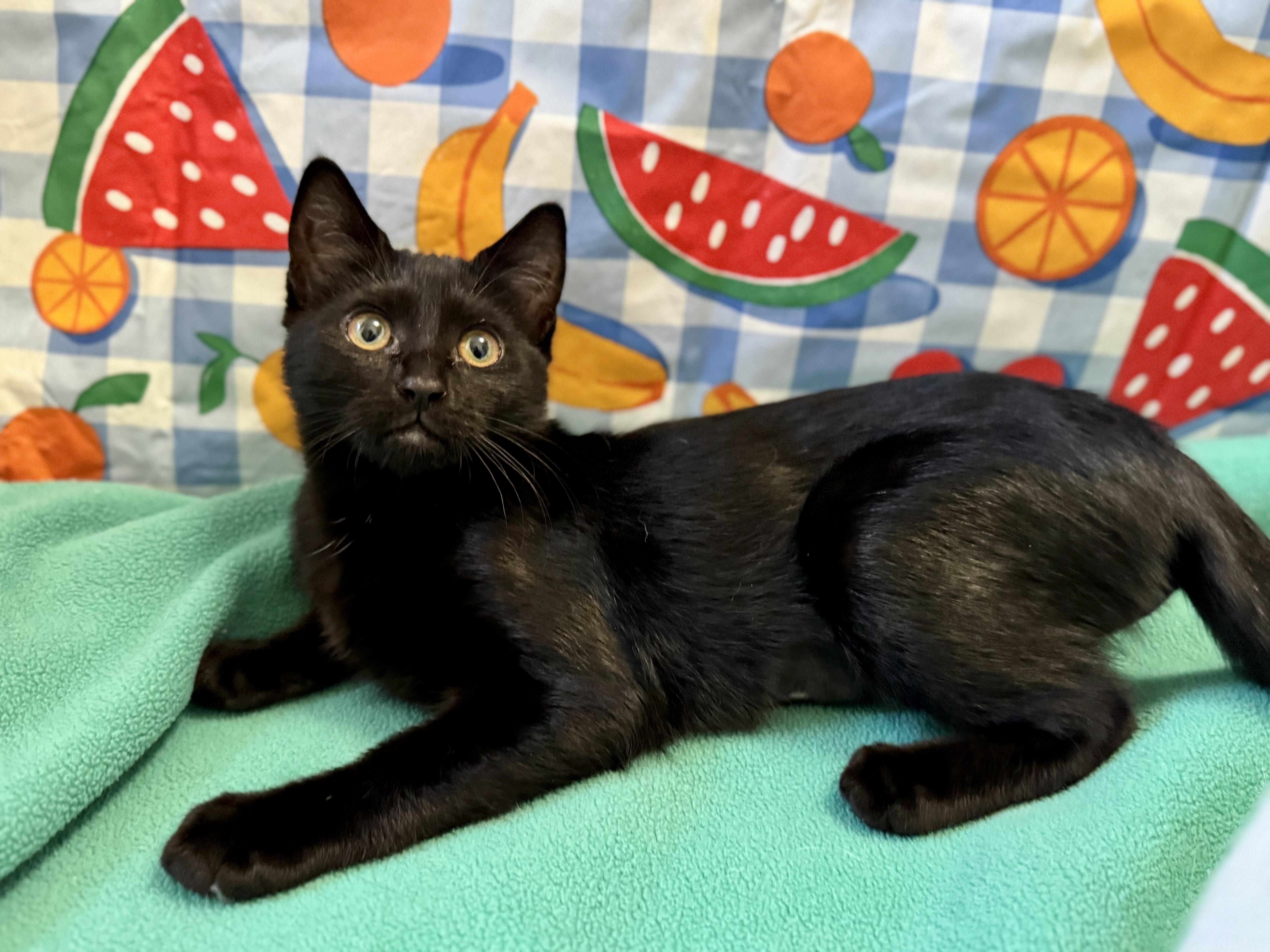 Ebony & Maple, an adopted Domestic Short Hair in Springfield, OR image 2/6