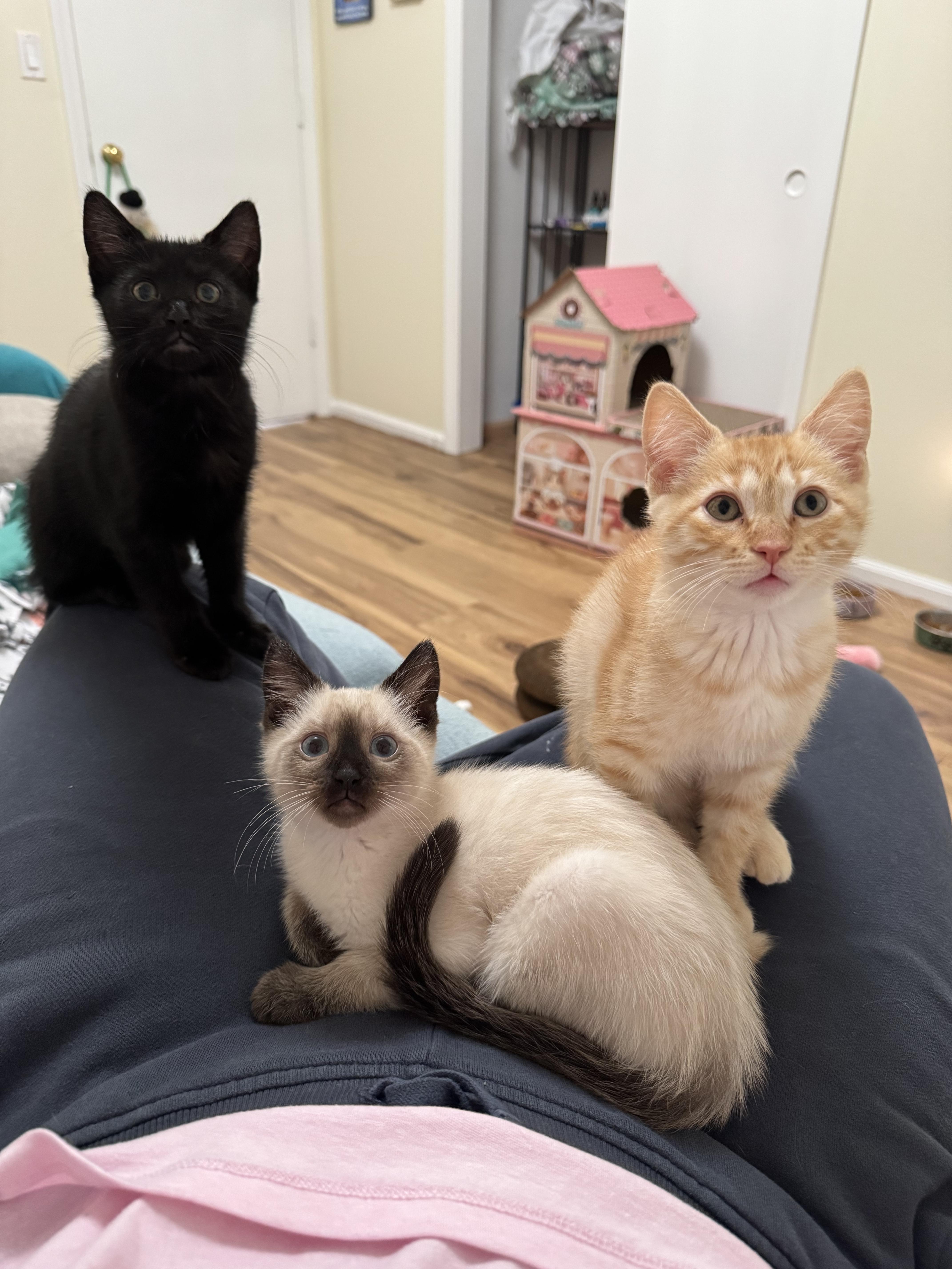 Ebony & Maple, an adopted Domestic Short Hair in Springfield, OR image 6/6