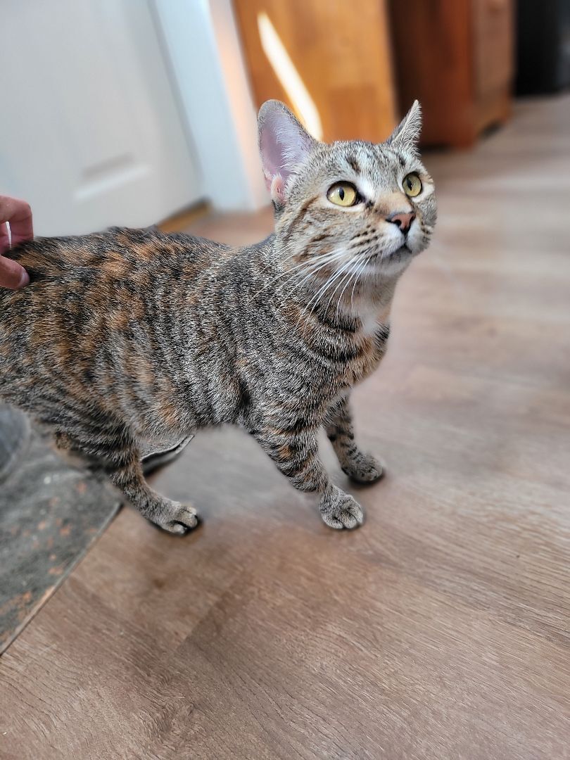 Enlarge Suzy Snowflake, a Adoptable Domestic Short Hair in Millerton, PA image 8/12