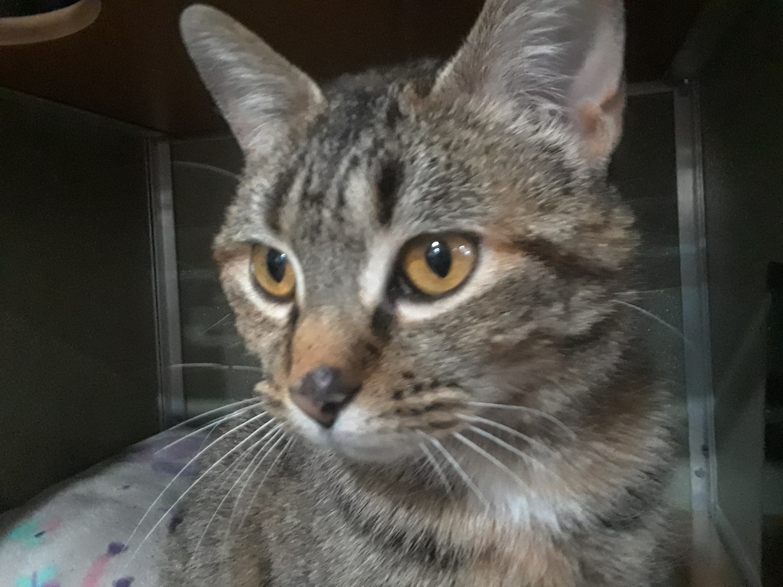 Enlarge Suzy Snowflake, a Adoptable Domestic Short Hair in Millerton, PA image 9/12