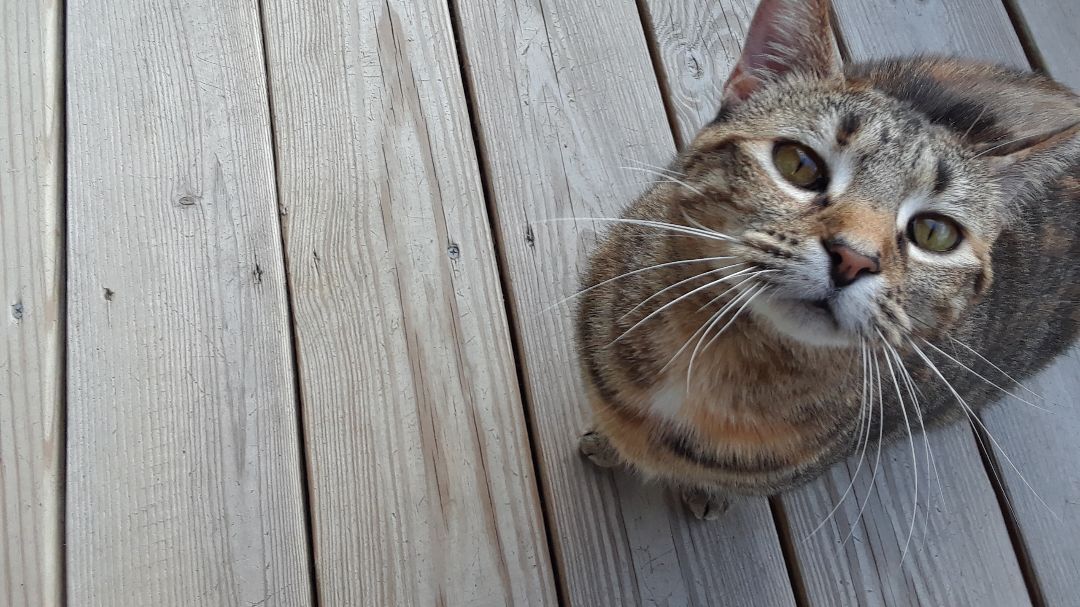 Enlarge Suzy Snowflake, a Adoptable Domestic Short Hair in Millerton, PA image 10/12