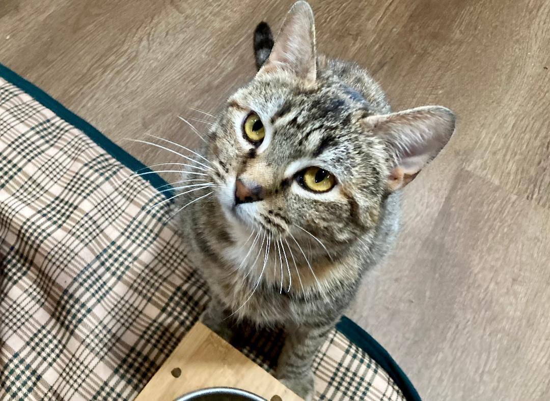 Enlarge Suzy Snowflake, a Adoptable Domestic Short Hair in Millerton, PA image 11/12