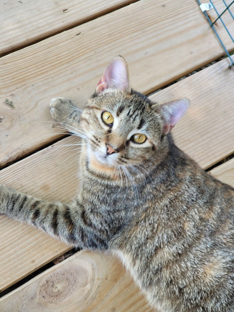 Suzy Snowflake, Adoptable, Adult Female Domestic Short Hair.