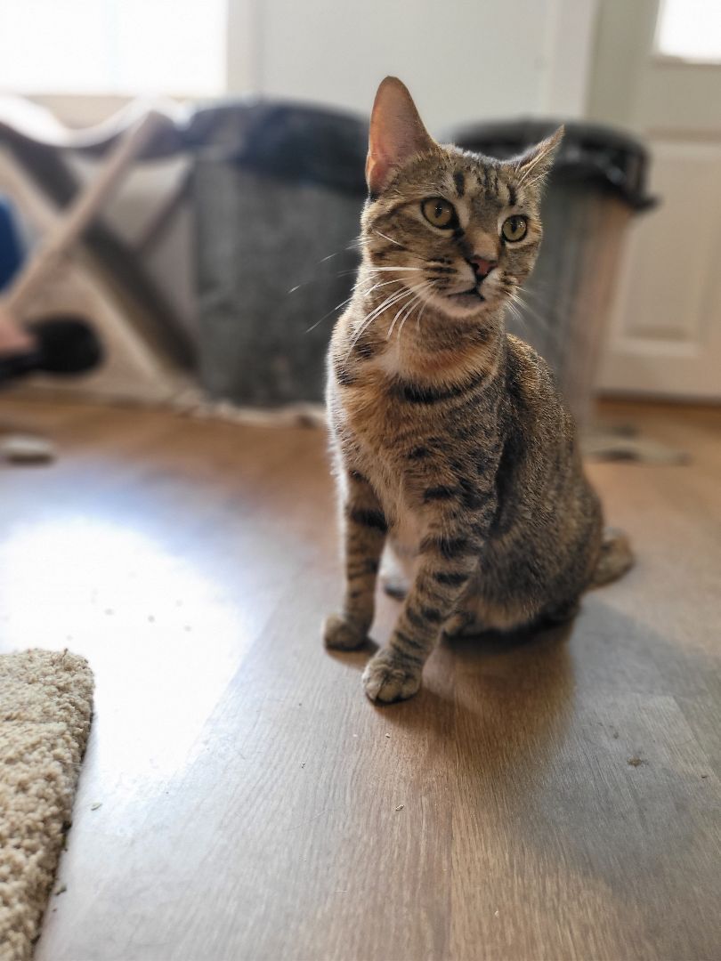 Enlarge Suzy Snowflake, a Adoptable Domestic Short Hair in Millerton, PA image 12/12