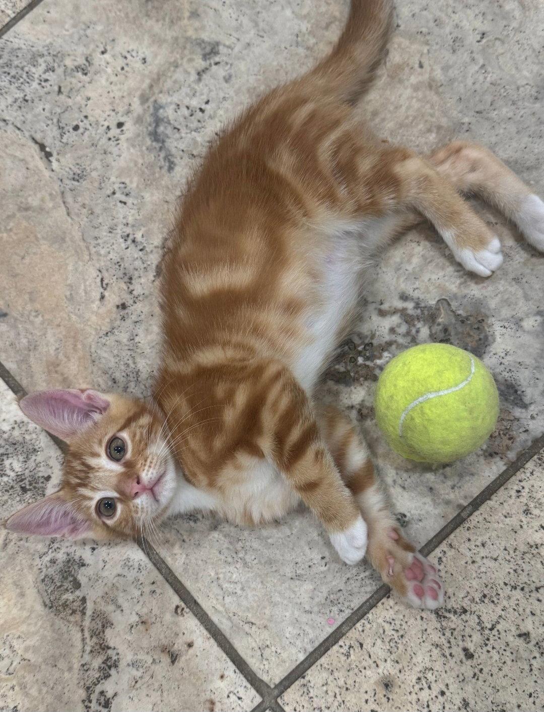 Enlarge Felix, a Adopted Tabby in Sanford, FL image 1/1