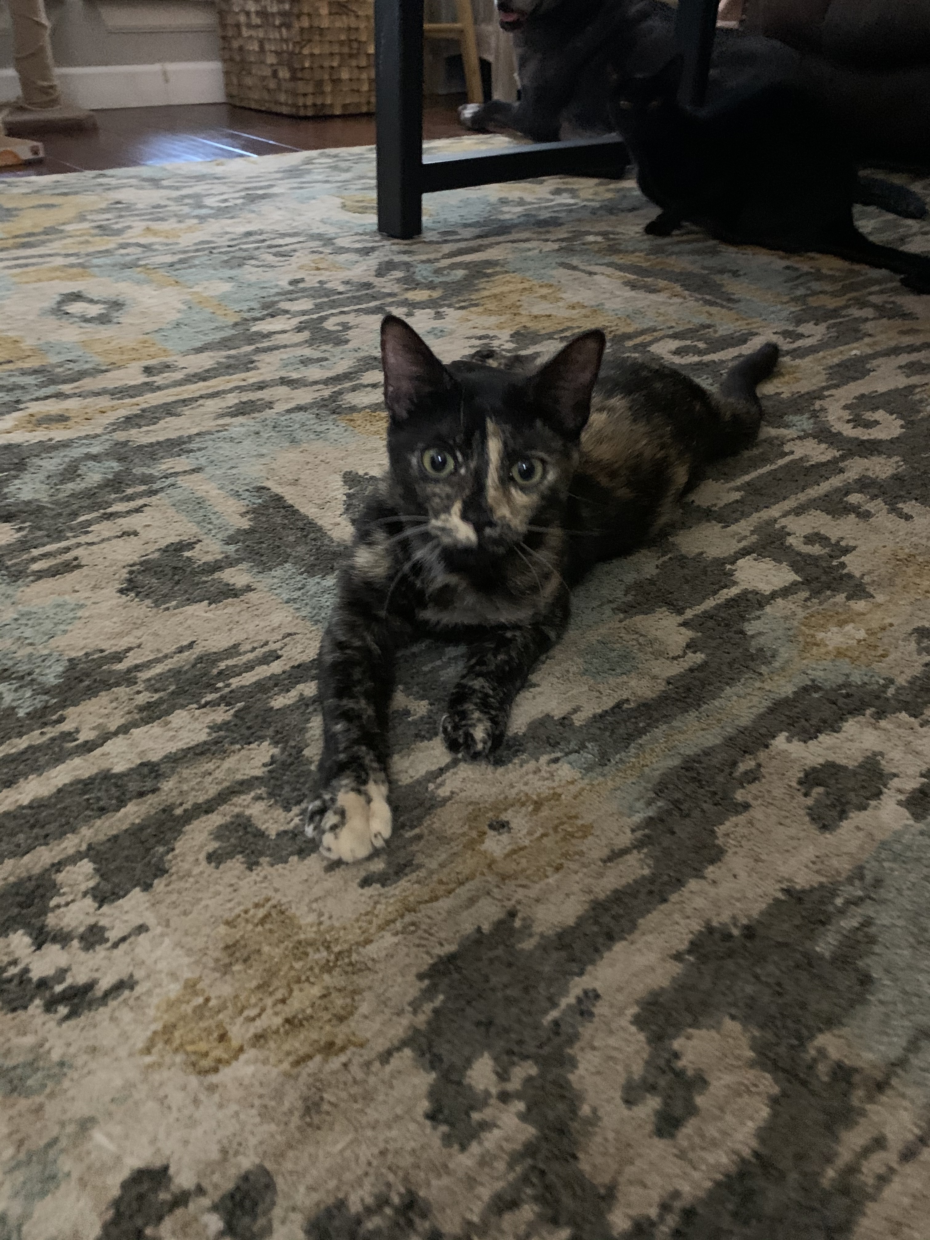 Ellie, a Adoptable Tortoiseshell in Richmond, TX image 1/6