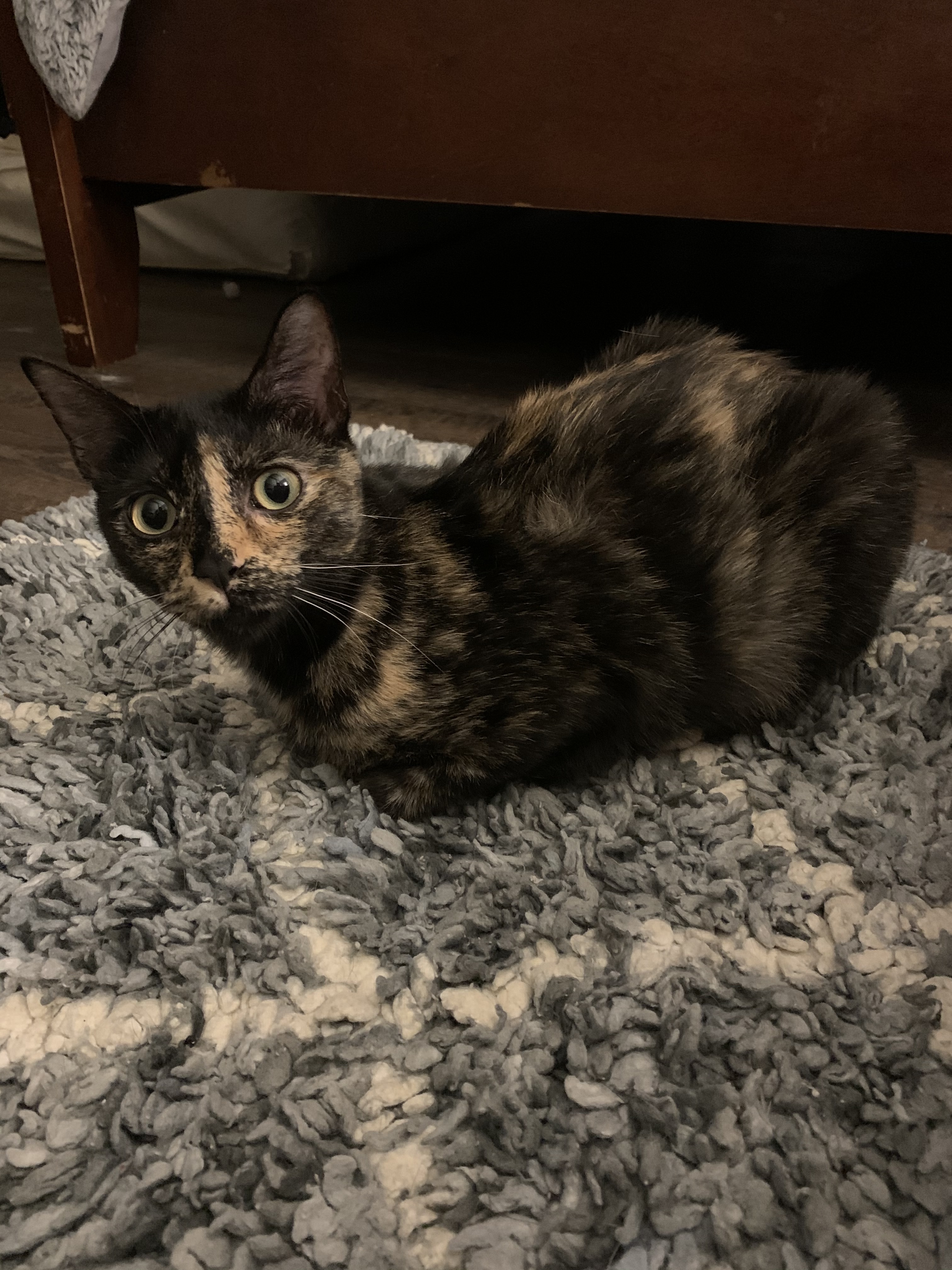 Ellie, a Adoptable Tortoiseshell in Richmond, TX image 2/6