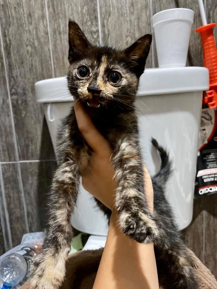 Ellie, a Adoptable Tortoiseshell in Richmond, TX image 3/6