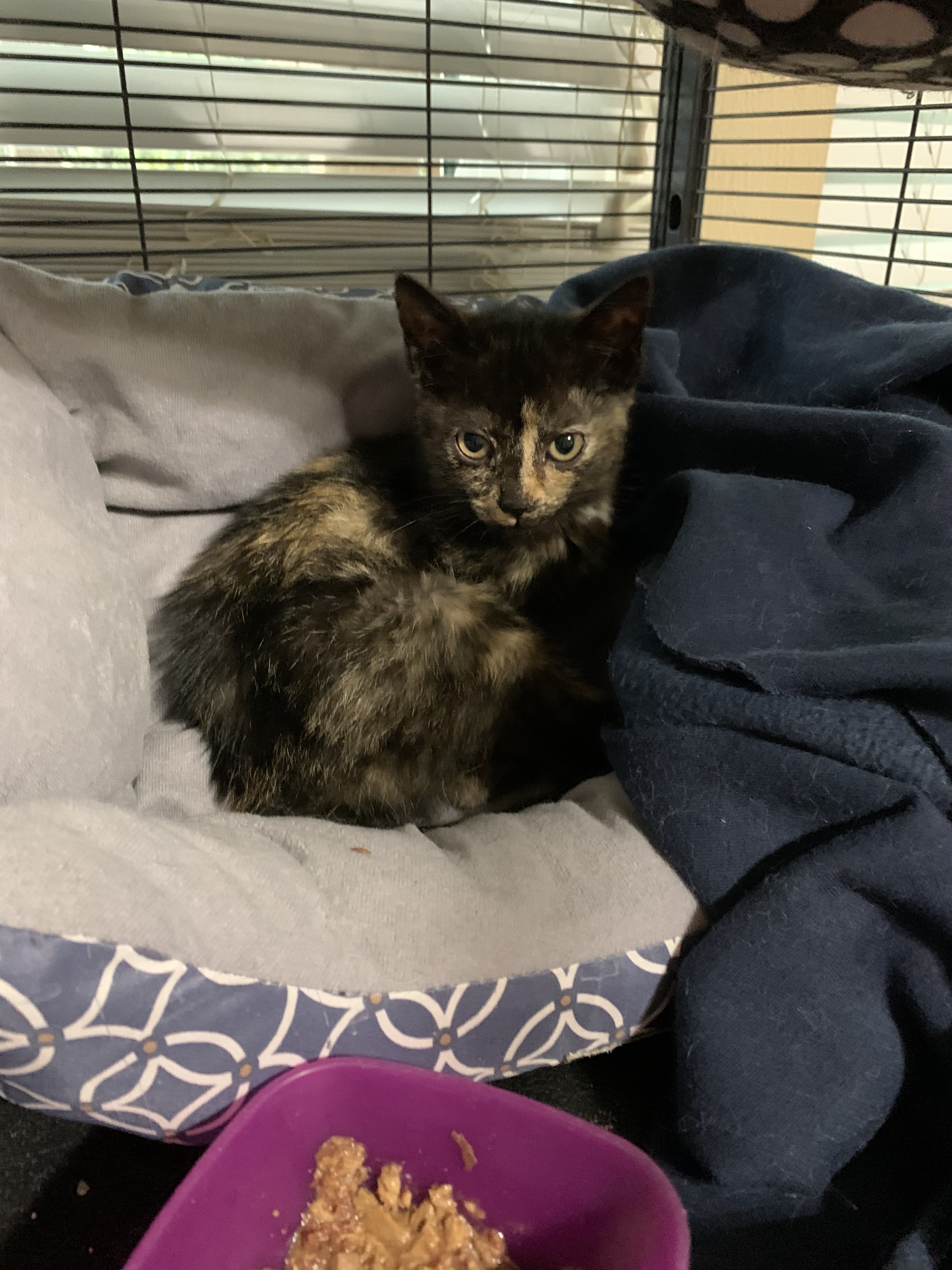 Ellie, a Adoptable Tortoiseshell in Richmond, TX image 4/6