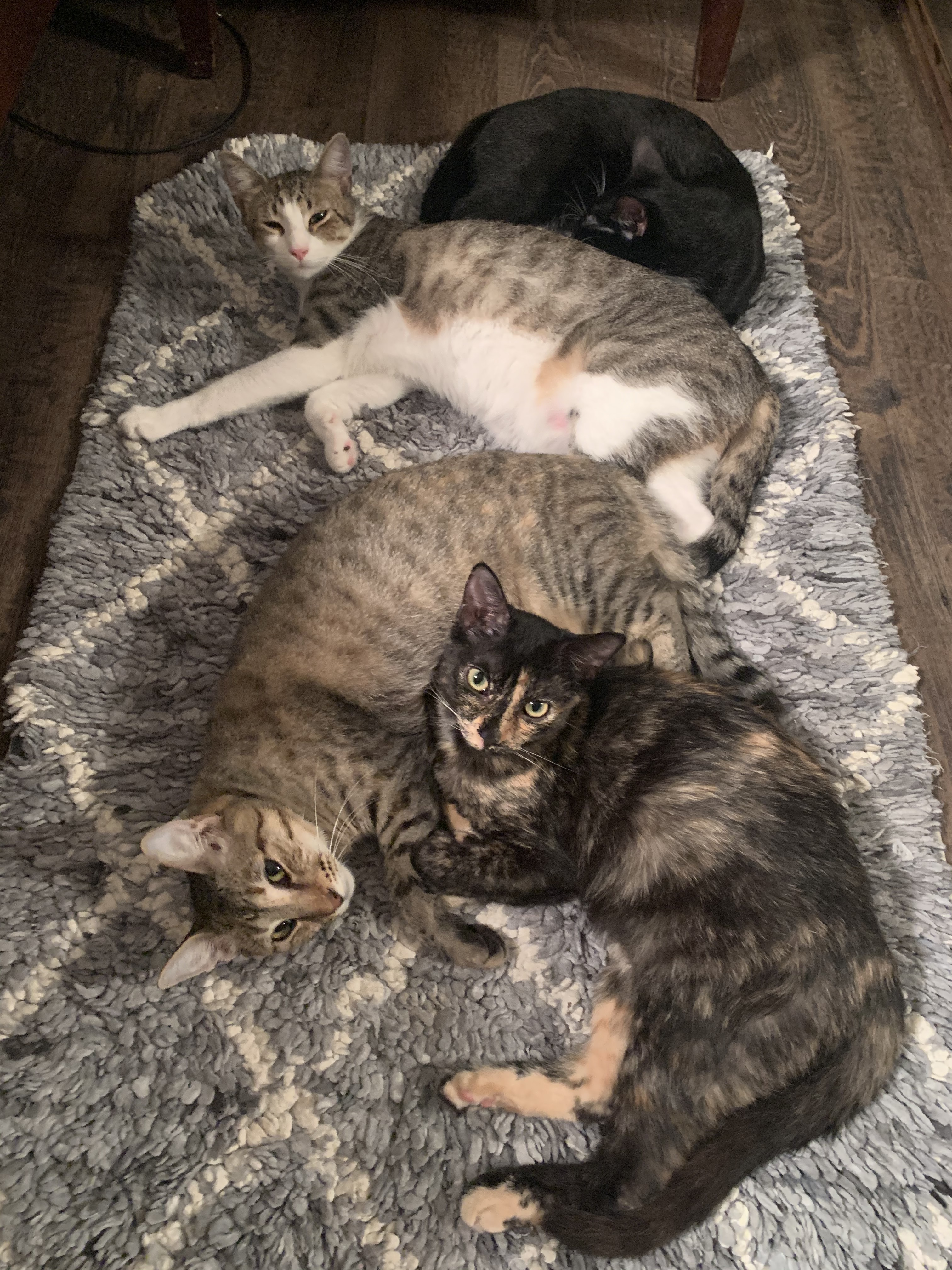 Ellie, a Adoptable Tortoiseshell in Richmond, TX image 5/6
