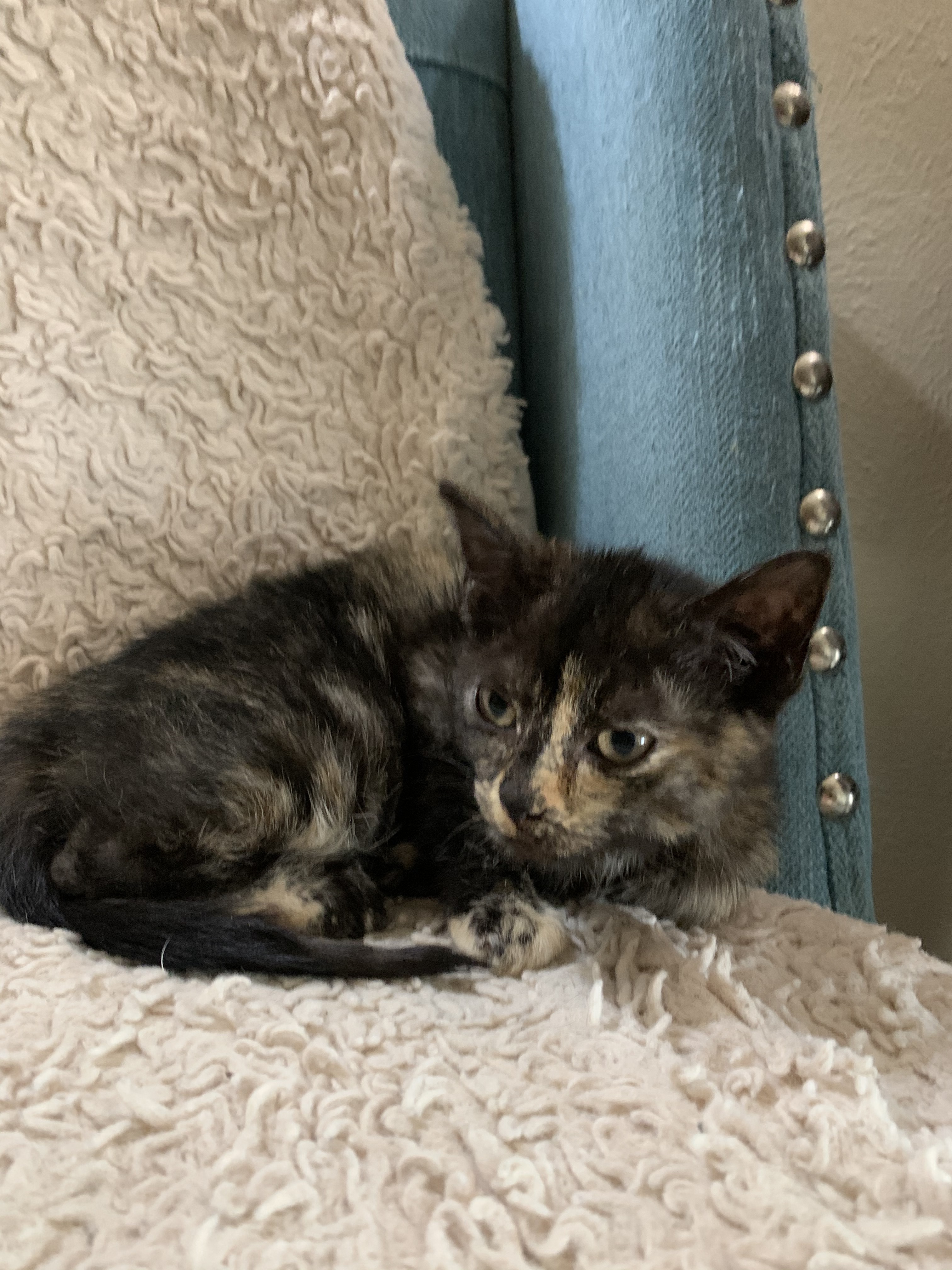 Ellie, a Adoptable Tortoiseshell in Richmond, TX image 6/6