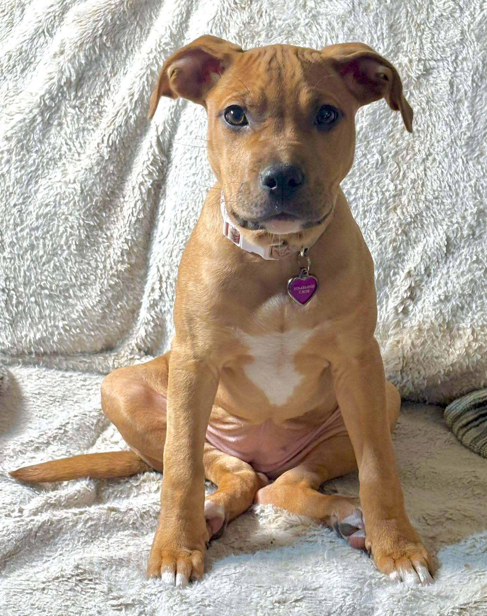 Daisy, adopted, Puppy Female Pit Bull Terrier.