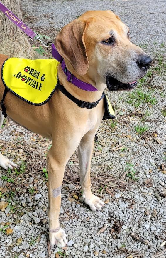 Nuke, a Adopted Great Dane in Crossville, TN image 1/6