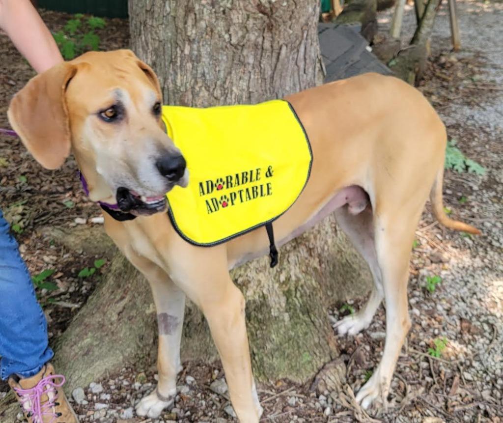 Nuke, a Adopted Great Dane in Crossville, TN image 2/6
