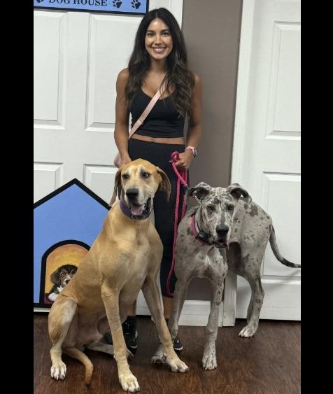 Nuke, a Adopted Great Dane in Crossville, TN image 3/6