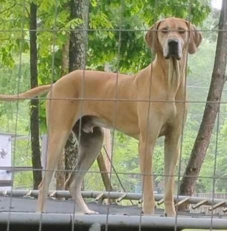 Nuke, a Adopted Great Dane in Crossville, TN image 4/6