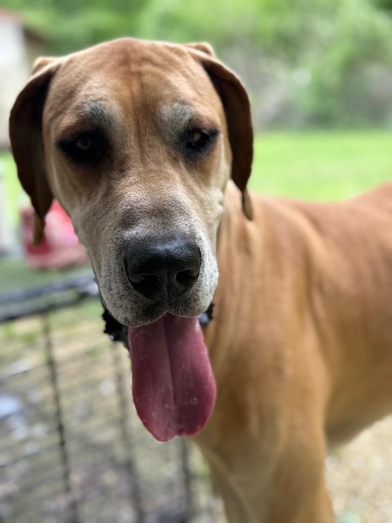 Nuke, a Adopted Great Dane in Crossville, TN image 5/6
