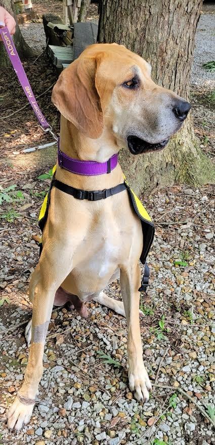 Nuke, a Adopted Great Dane in Crossville, TN image 6/6