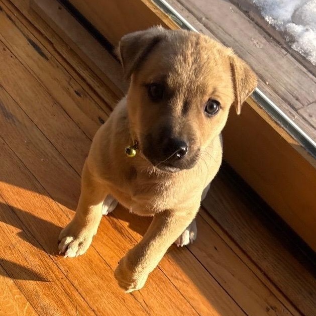 Cupid - A Puerto Rican Prince, Adoptable, Puppy Male Yellow Labrador Retriever.