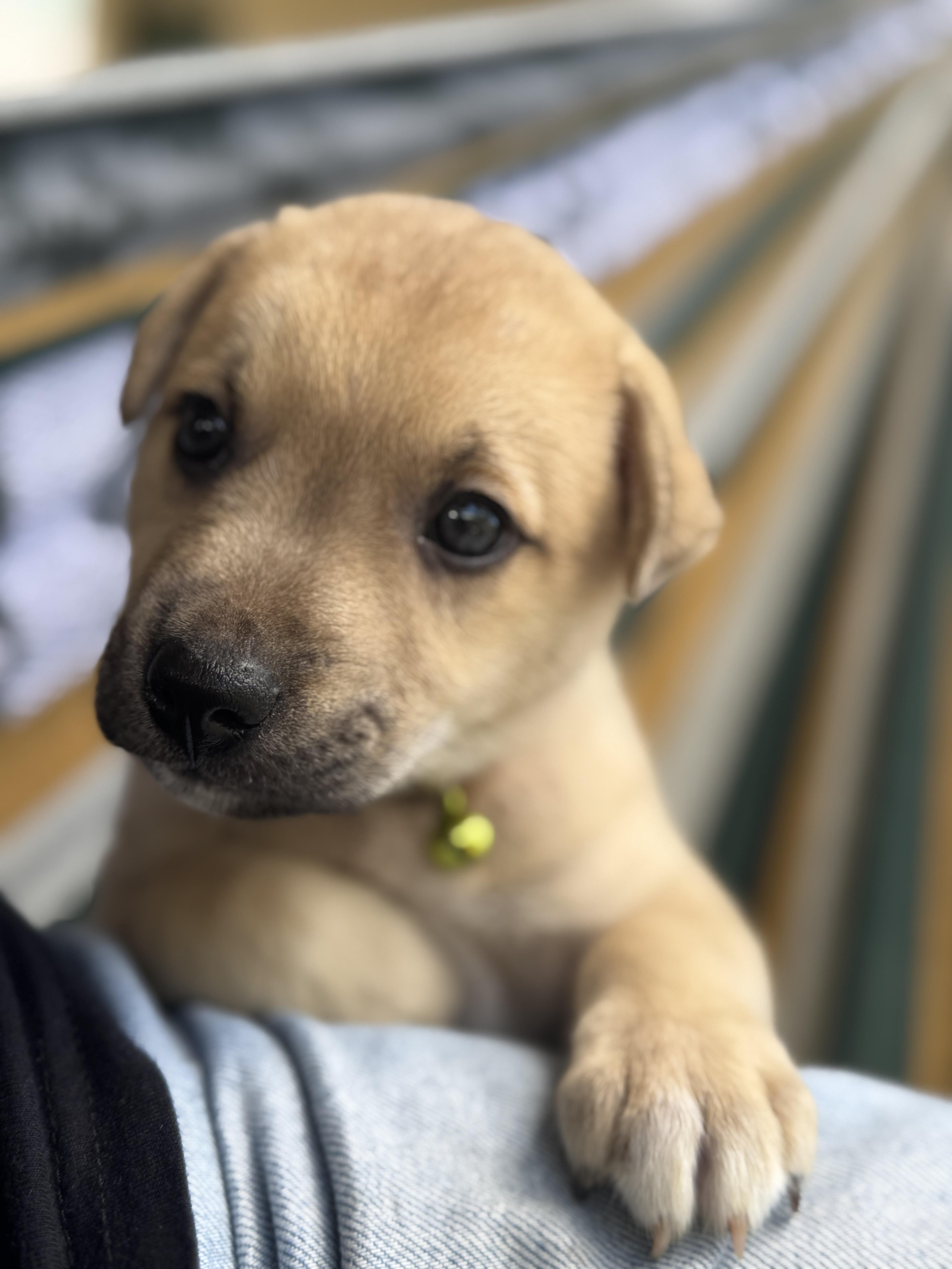 Enlarge Cupid - A Puerto Rican Prince, a Adoptable mixed breed in STANHOPE, NJ image 2/6