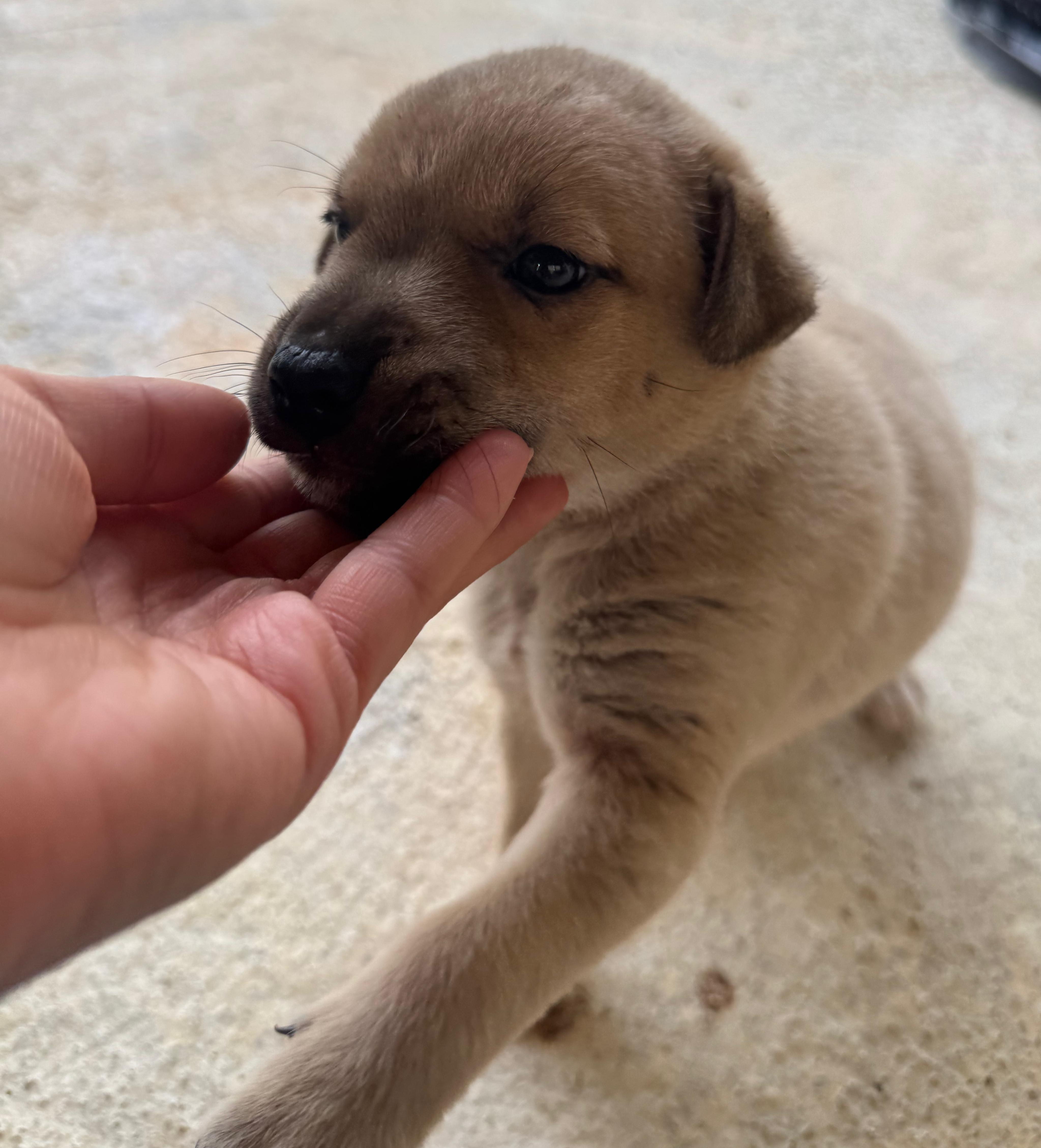 Enlarge Cupid - A Puerto Rican Prince, a Adoptable mixed breed in STANHOPE, NJ image 4/6
