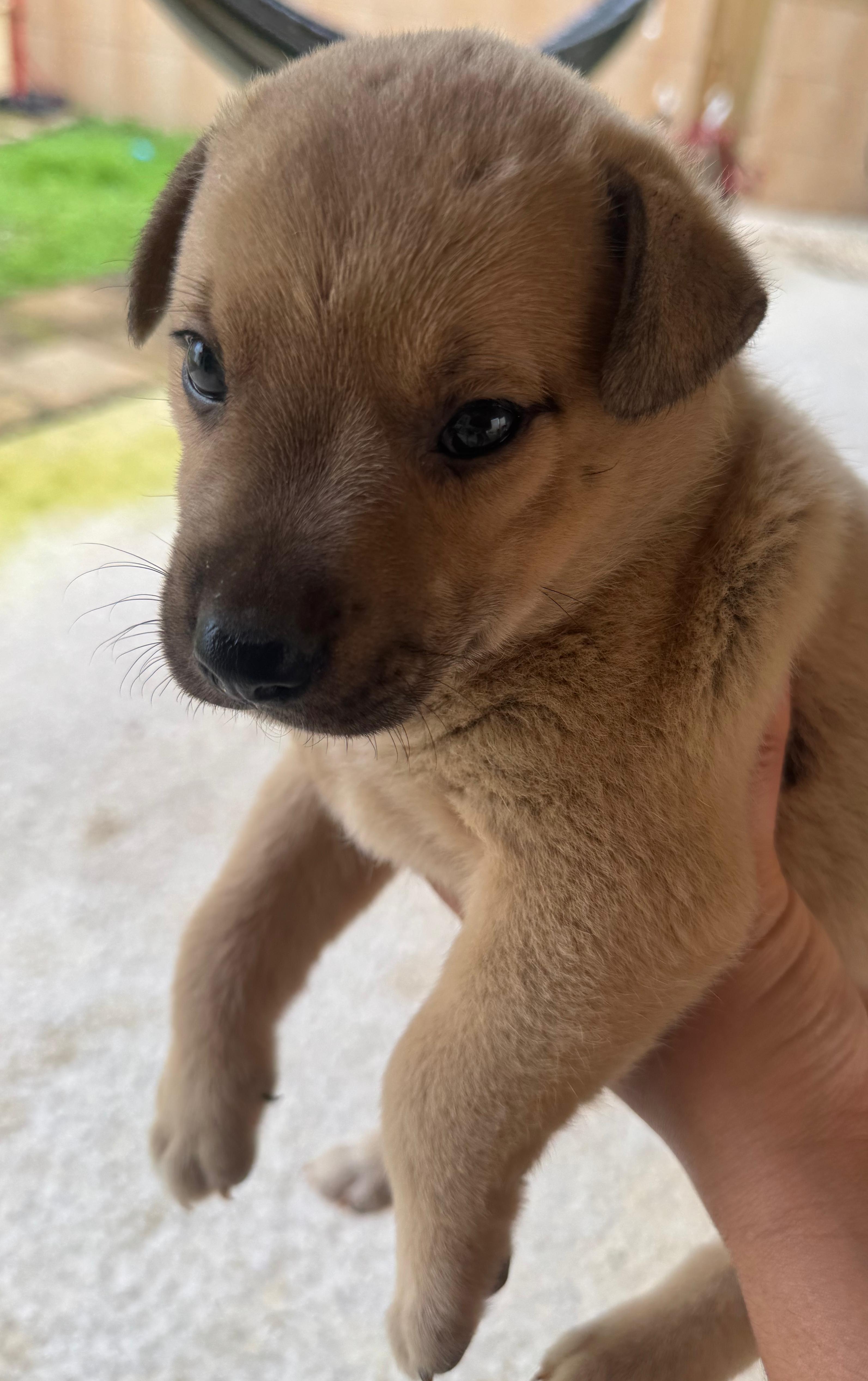 Enlarge Cupid - A Puerto Rican Prince, a Adoptable mixed breed in STANHOPE, NJ image 3/6