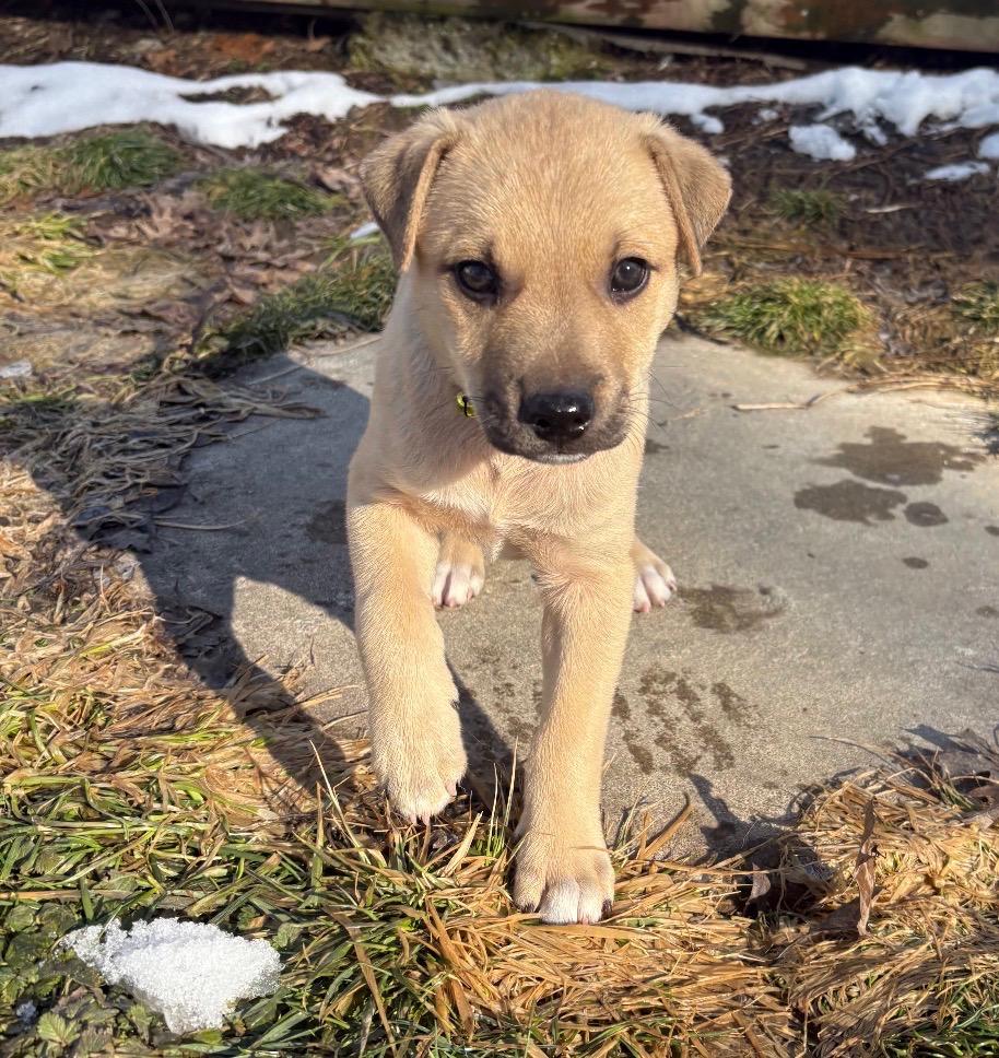 Enlarge Cupid - A Puerto Rican Prince, a Adoptable mixed breed in STANHOPE, NJ image 5/6
