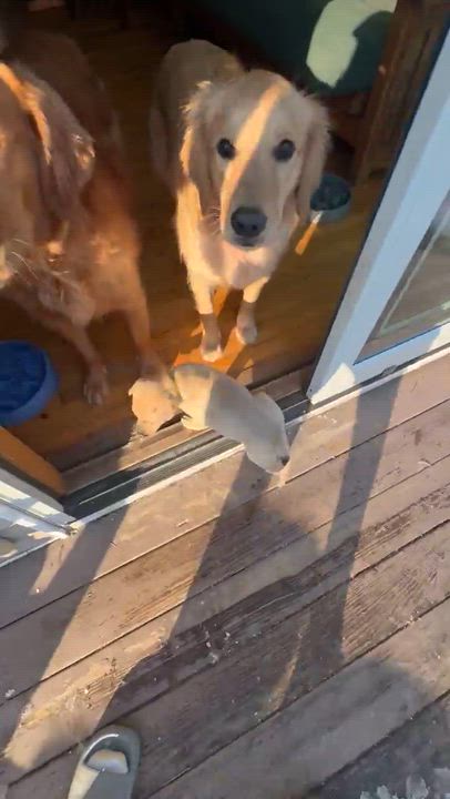 Enlarge Cupid - A Puerto Rican Prince, a Adoptable mixed breed in STANHOPE, NJ video 6/6