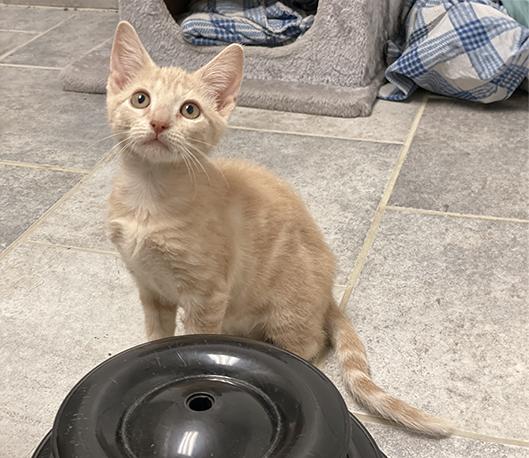 Maggie, a Adoptable Domestic Short Hair in Charles Town, WV image 1/3