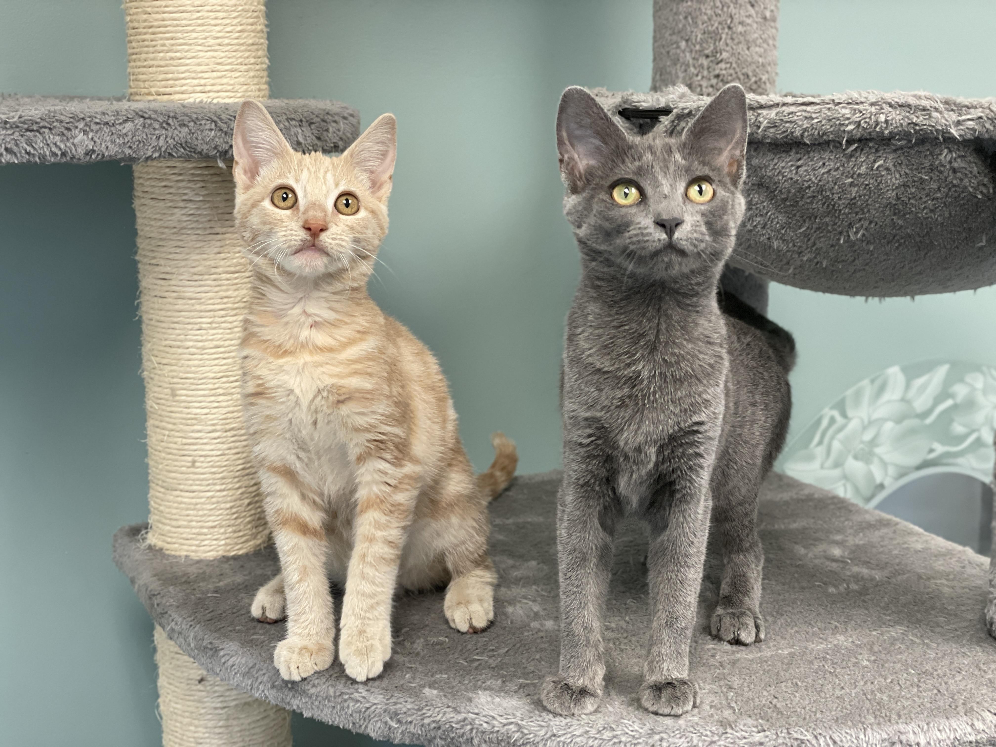 Enlarge Maggie, a Adopted Domestic Short Hair in Charles Town, WV image 3/6