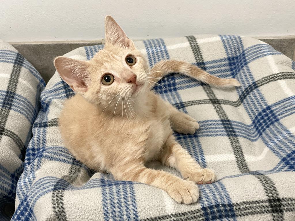 Maggie, a Adoptable Domestic Short Hair in Charles Town, WV image 3/3