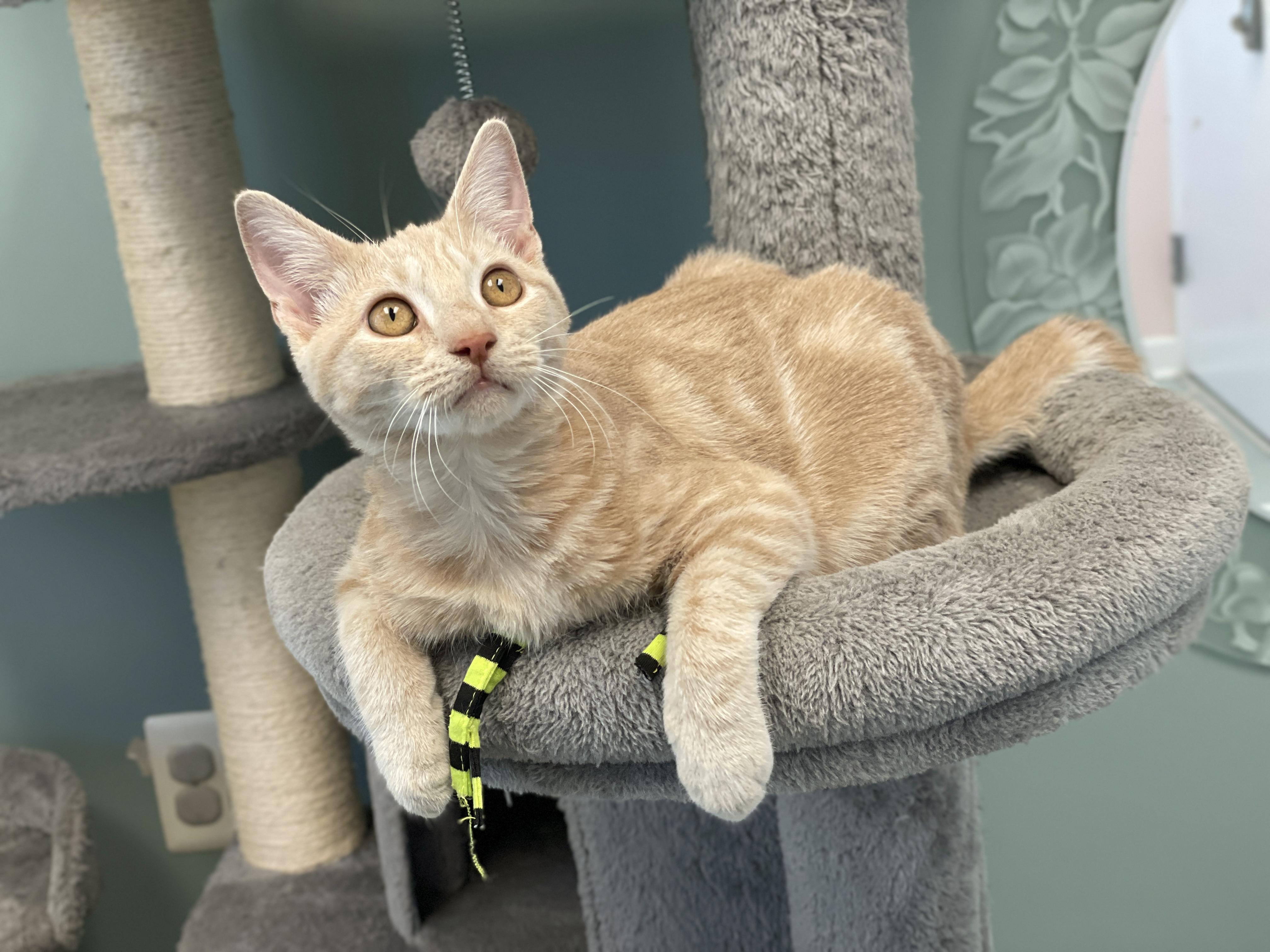 Enlarge Maggie, a Adopted Domestic Short Hair in Charles Town, WV image 2/6