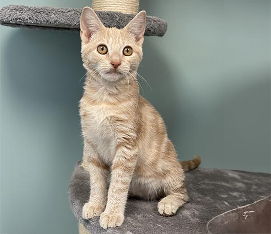 Enlarge Maggie, a Adopted Domestic Short Hair in Charles Town, WV image 1/6