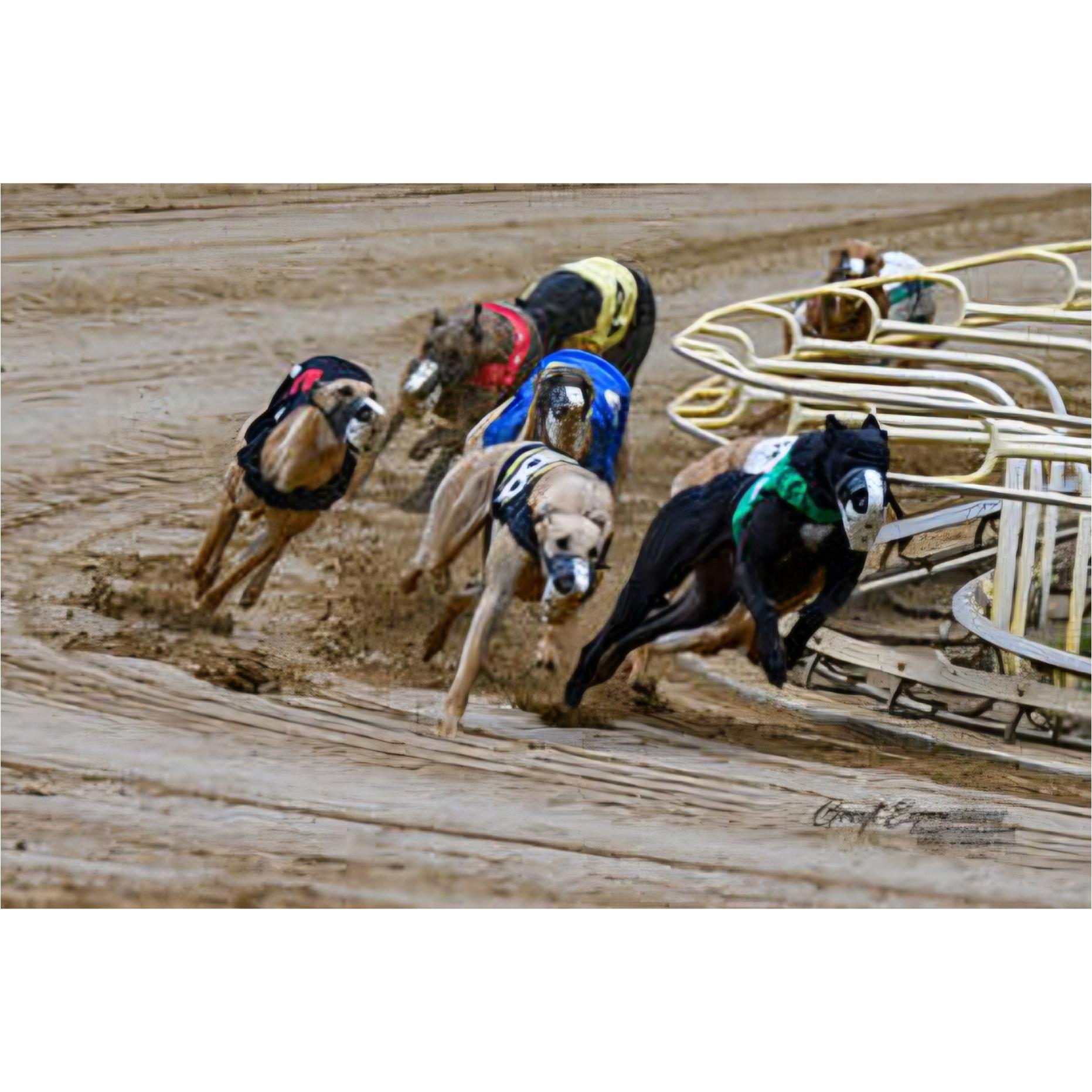 Neon Light Speed (Thunder), Adoptable, Adult Male Greyhound.
