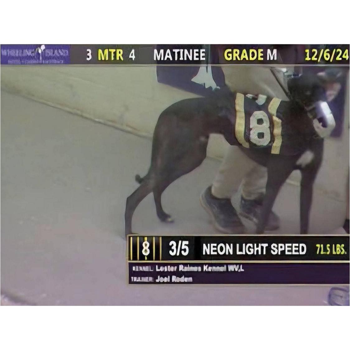 Neon Light Speed (Thunder), a Adoptable Greyhound in Tarpon Springs, FL image 2/2