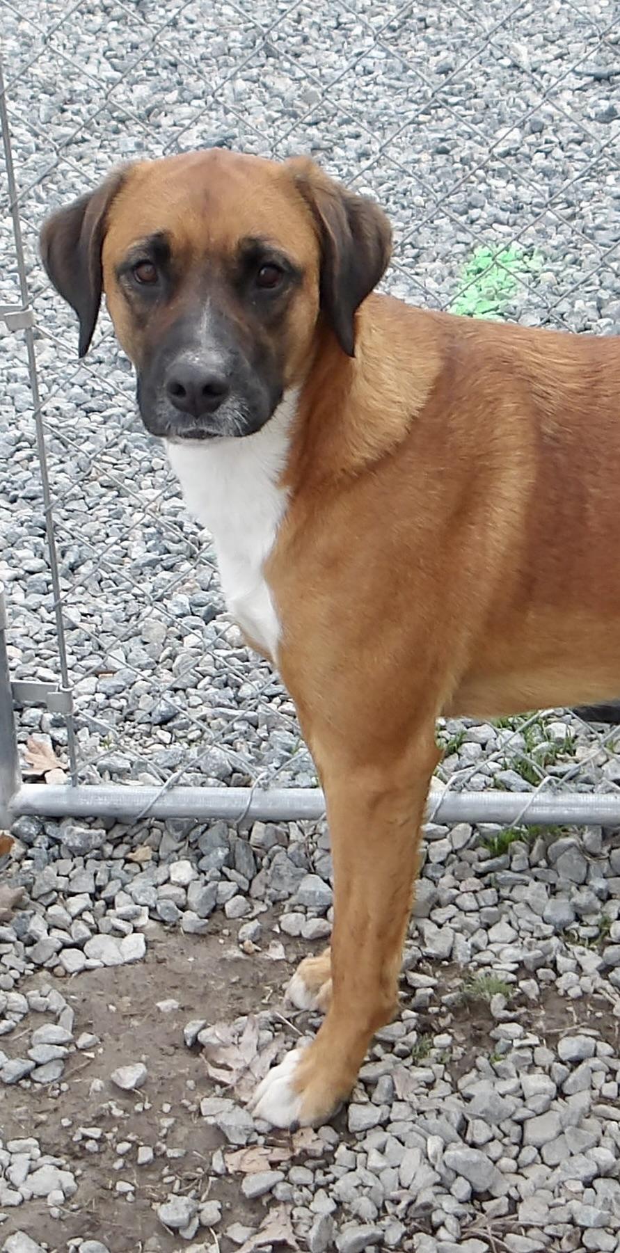 Heather, an adopted Mixed Breed in Gloucester, VA image 4/4