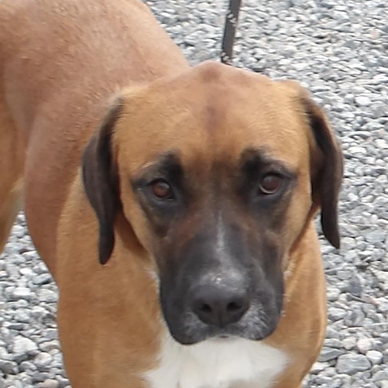 Heather, an adopted Mixed Breed in Gloucester, VA image 3/4