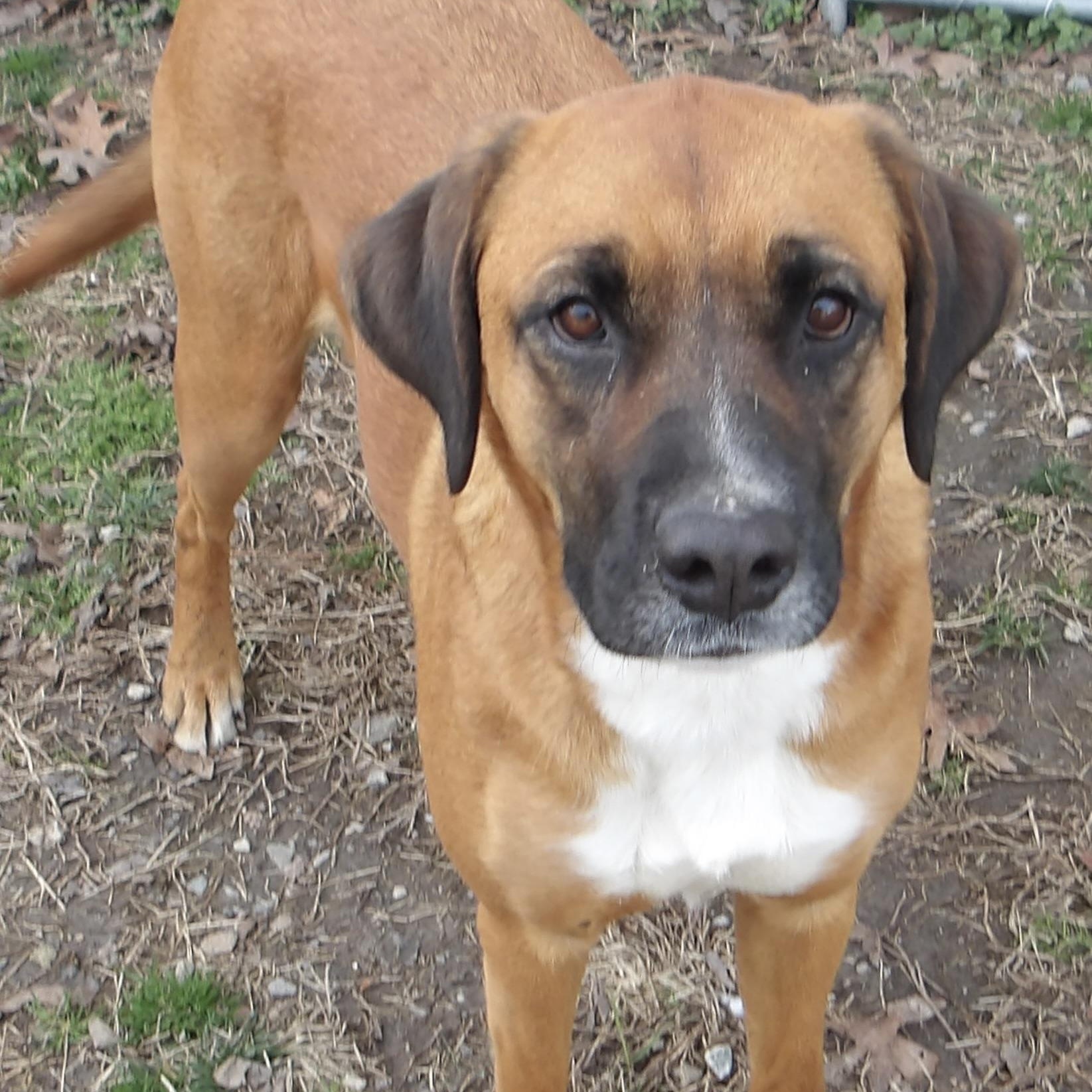 Heather, adopted, Young Female Mixed Breed.