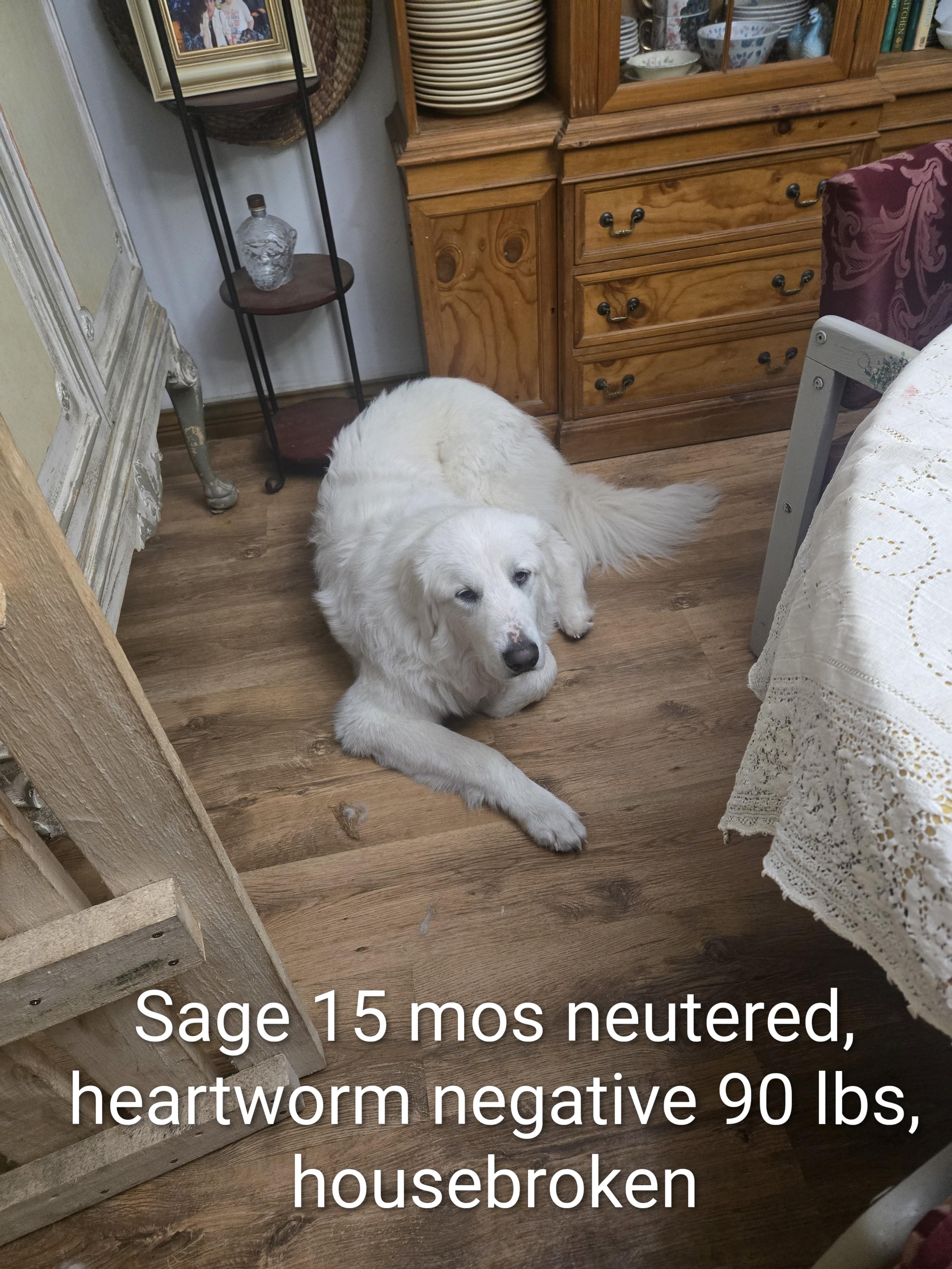 Sage Courtesy Listing, Adoptable, Young Male Great Pyrenees.