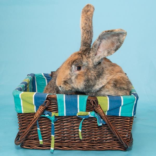 Enlarge Ms. Brioche, a Adoptable Bunny Rabbit in Whittaker, MI image 4/4
