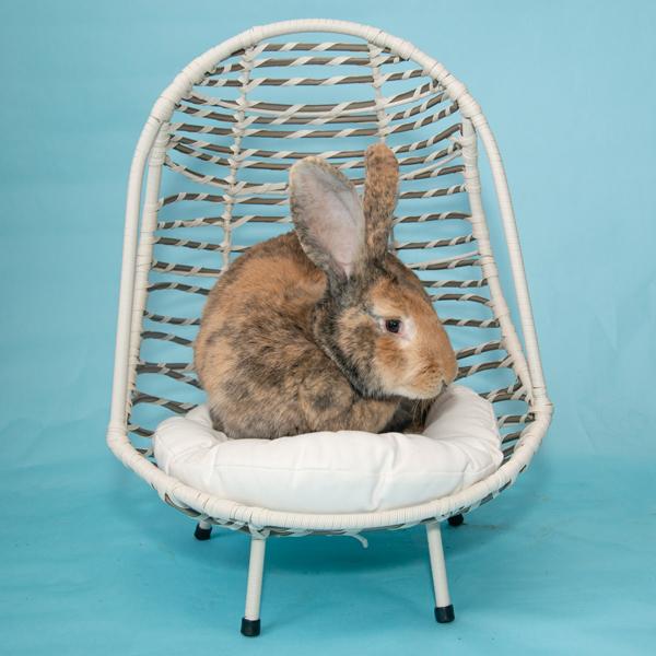 Enlarge Ms. Brioche, a Adoptable Bunny Rabbit in Whittaker, MI image 3/4