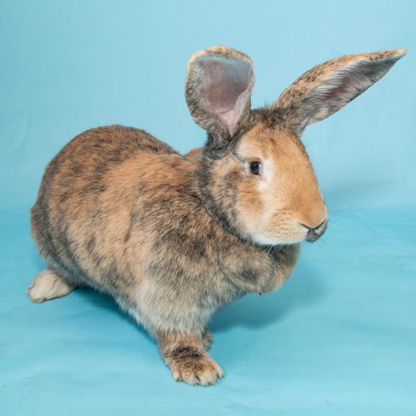 Enlarge Ms. Brioche, a Adoptable Bunny Rabbit in Whittaker, MI image 2/4