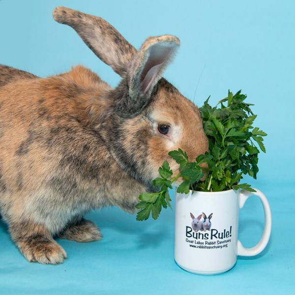 Enlarge Ms. Brioche, a Adoptable Bunny Rabbit in Whittaker, MI image 1/4