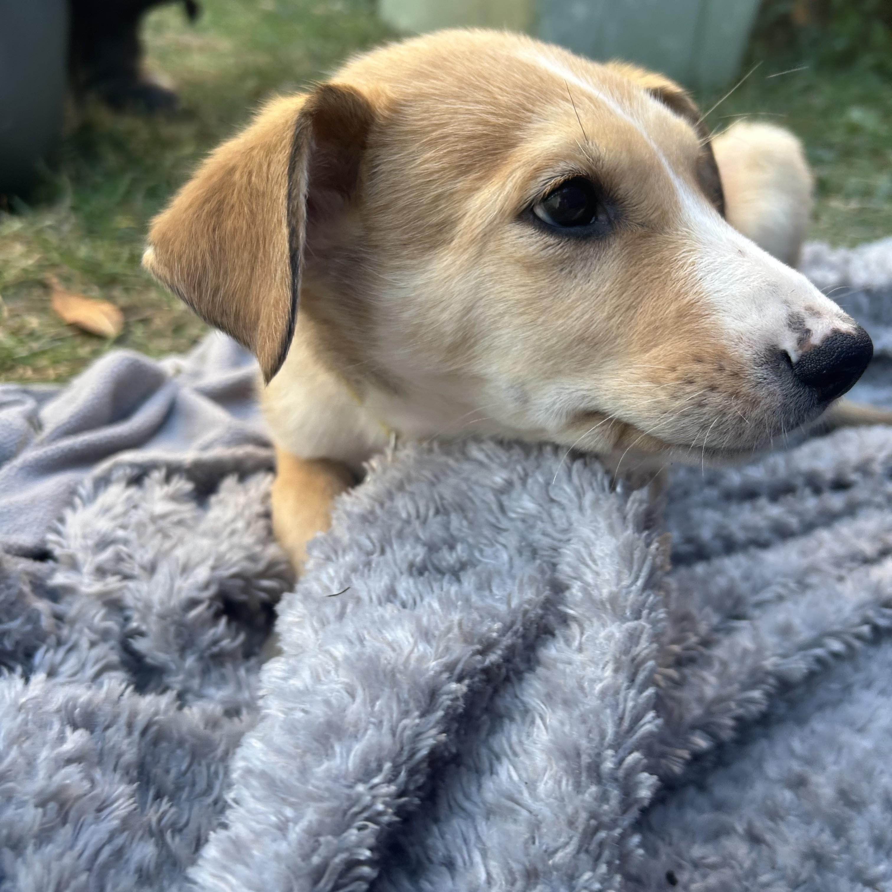 Sox, an adoptable Mixed Breed in Saskatoon, SK, S7H 0W2 | Photo Image 1