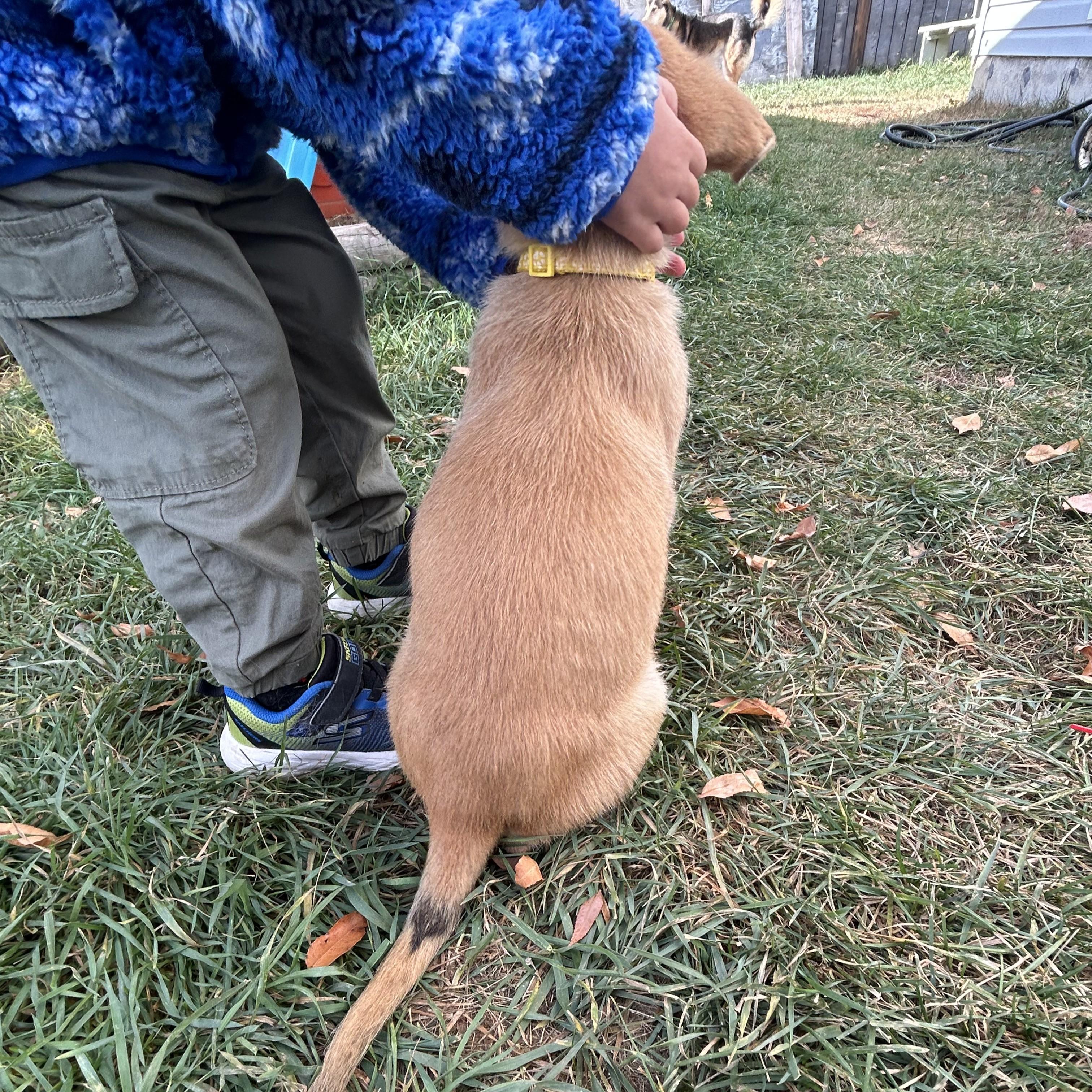 Sox, an adoptable Mixed Breed in Saskatoon, SK, S7H 0W2 | Photo Image 4
