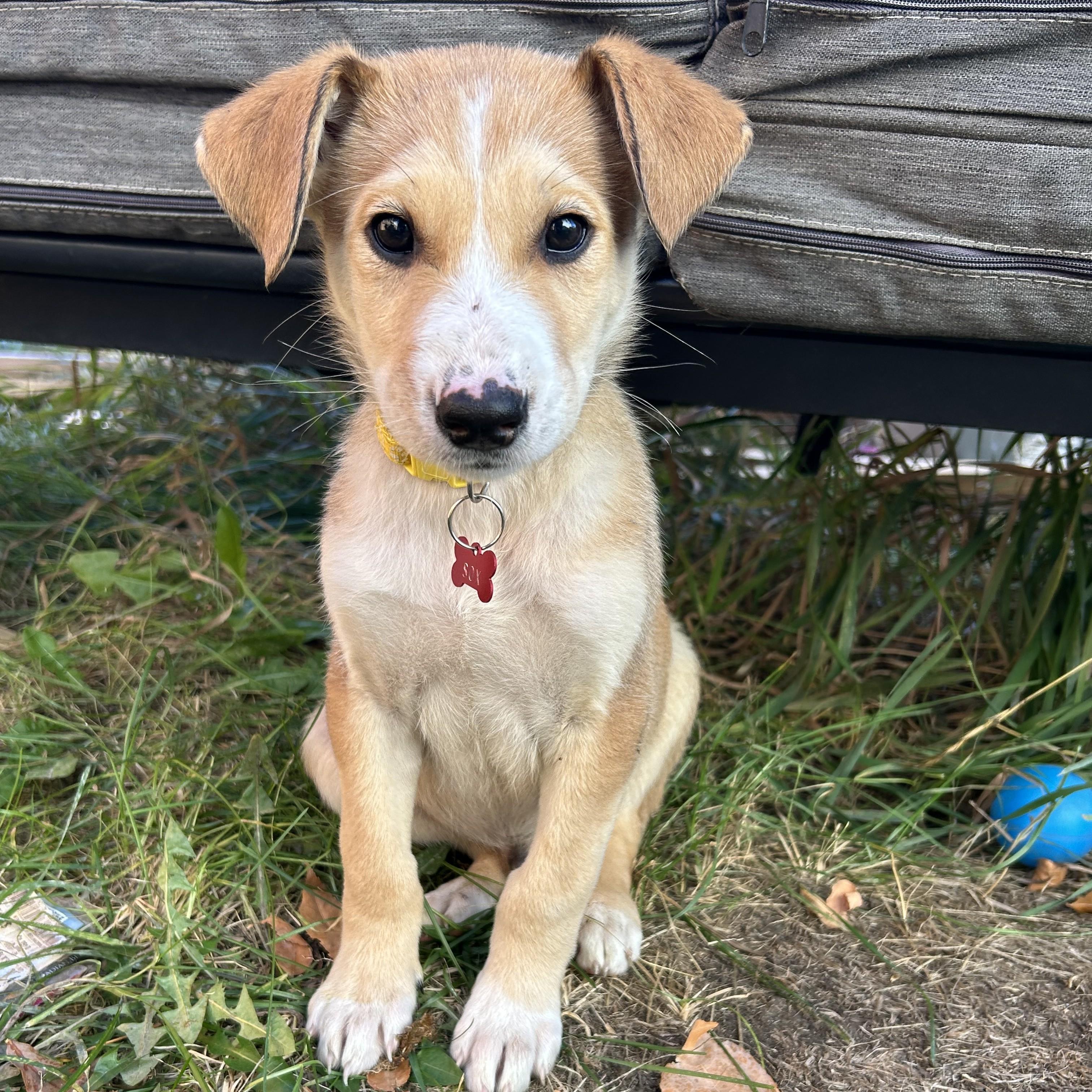 Sox, an adoptable Mixed Breed in Saskatoon, SK, S7H 0W2 | Photo Image 5
