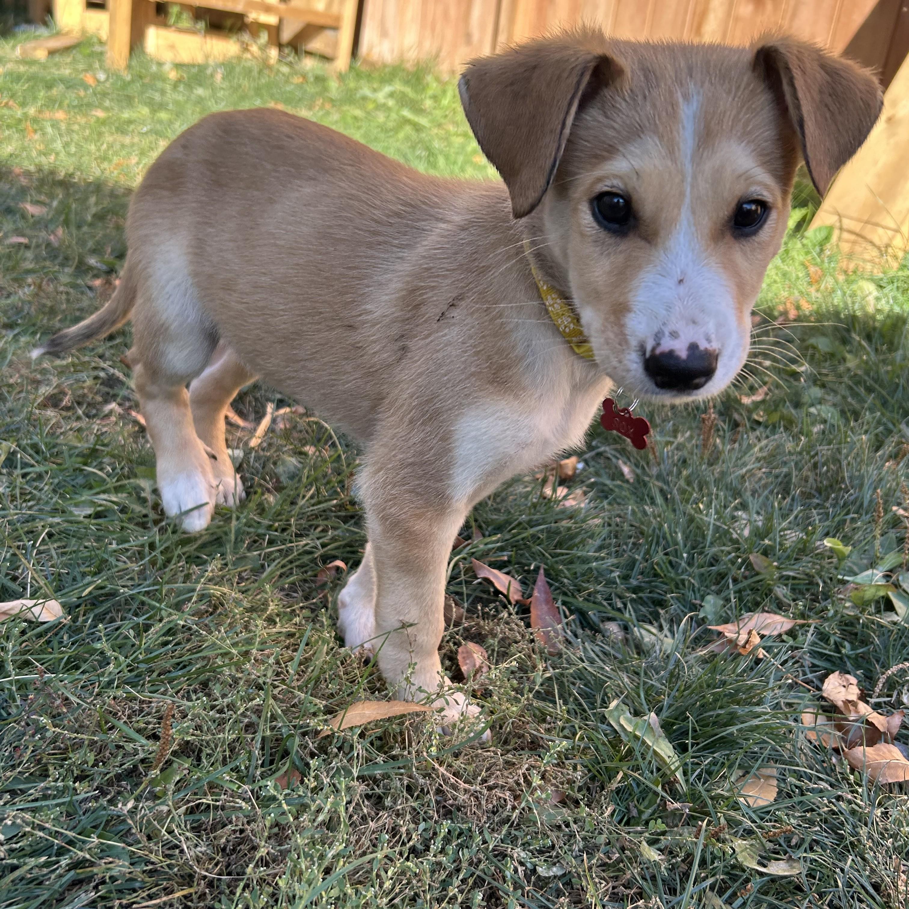 Sox, an adoptable Mixed Breed in Saskatoon, SK, S7H 0W2 | Photo Image 3