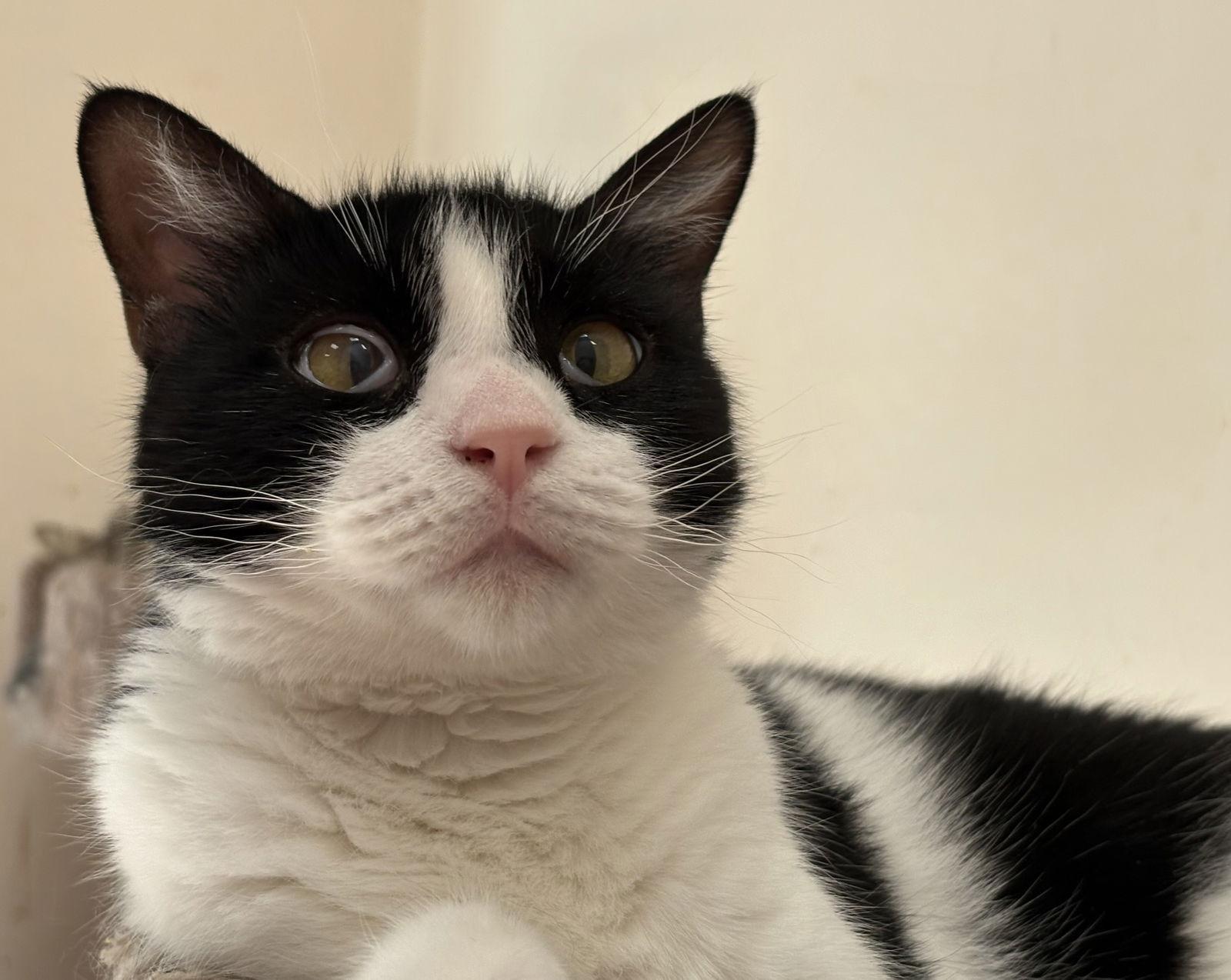 Georgie, Adoptable, Adult Male Domestic Short Hair.